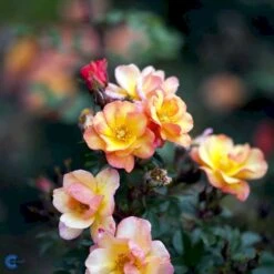 'Linnaeus'™ Rosa X 'Linnaeus'™ (Bunddækkerose) A-Kvalitet,- Barrods Roser Min. 3 Grene -Osmoz Naturens Butik fi4608 rosa linnaeus tm poulcot010 n 0f08