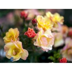 'Linnaeus'™ Rosa X 'Linnaeus'™ (Bunddækkerose) A-Kvalitet,- Barrods Roser Min. 3 Grene -Osmoz Naturens Butik fi4608 rosa linnaeus tm poulcot010 n 4a82