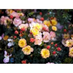 'Linnaeus'™ Rosa X 'Linnaeus'™ (Bunddækkerose) A-Kvalitet,- Barrods Roser Min. 3 Grene -Osmoz Naturens Butik fi4608 rosa linnaeus tm poulcot010 n 829b