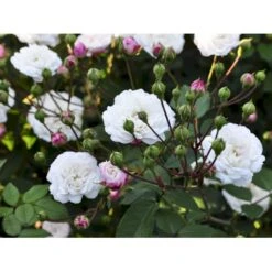 'Little White Pet' Rosa X Sempervirens 'Little White Pet' A-Kvalitet,- Barrods Roser Min. 3 Grene -Osmoz Naturens Butik fi4609 rosa little white pet 1950