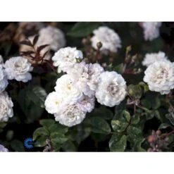'Little White Pet' Rosa X Sempervirens 'Little White Pet' A-Kvalitet,- Barrods Roser Min. 3 Grene -Osmoz Naturens Butik fi4609 rosa little white pet bfbf