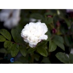 Rynket Rose 'Louise Bugnet' Rosa Rugosa 'Louise Bugnet' A-Kvalitet,- Barrods Roser Min. 3 Grene -Osmoz Naturens Butik fi4617 rosa louise bugnet 389a