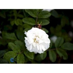 Rynket Rose 'Louise Bugnet' Rosa Rugosa 'Louise Bugnet' A-Kvalitet,- Barrods Roser Min. 3 Grene -Osmoz Naturens Butik fi4617 rosa louise bugnet d492
