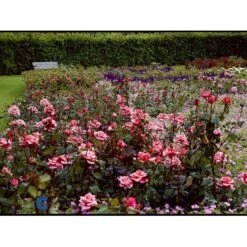 'Louisiana'® Rosa X 'Louisiana'® (Storblomstrende) A-Kvalitet,- Barrods Roser Min. 3 Grene 11 'Louisiana'® Rosa X 'Louisiana'® (Storblomstrende) A-Kvalitet,- Barrods Roser Min. 3 Grene -Osmoz Naturens Butik fi4620 rosa louisiana 619f