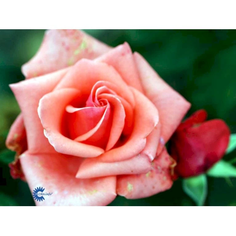 'Louisiana'® Rosa X 'Louisiana'® (Storblomstrende) A-Kvalitet,- Barrods Roser Min. 3 Grene 6 'Louisiana'® Rosa X 'Louisiana'® (Storblomstrende) A-Kvalitet,- Barrods Roser Min. 3 Grene - Billede 4
