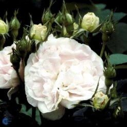 'Maidens Blush' Rosa Alba 'Maidens Blush' (Albarose) A-Kvalitet,- Barrods Roser Min. 3 Grene 11 'Maidens Blush' Rosa Alba 'Maidens Blush' (Albarose) A-Kvalitet,- Barrods Roser Min. 3 Grene -Osmoz Naturens Butik fi4641 rosa maiden s blush 06f2