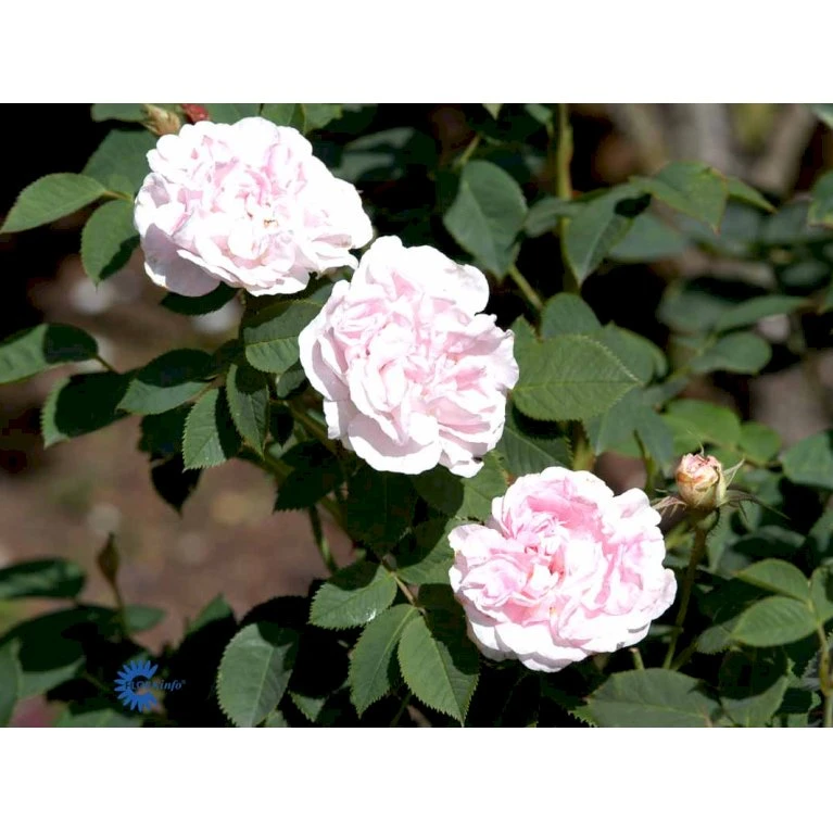 'Maidens Blush' Rosa Alba 'Maidens Blush' (Albarose) A-Kvalitet,- Barrods Roser Min. 3 Grene 6 'Maidens Blush' Rosa Alba 'Maidens Blush' (Albarose) A-Kvalitet,- Barrods Roser Min. 3 Grene - Billede 4