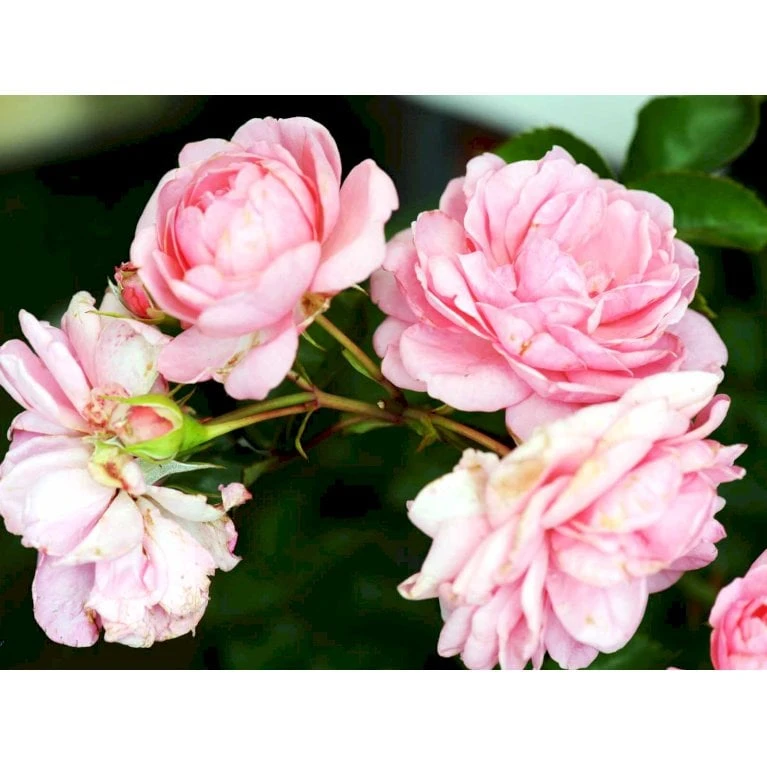 'Mamma Mia'™ Rosa X 'Mamma Mia'™ (Slyngrose) A-Kvalitet,- Barrods Roser Min. 3 Grene 10 'Mamma Mia'™ Rosa X 'Mamma Mia'™ (Slyngrose) A-Kvalitet,- Barrods Roser Min. 3 Grene - Billede 8