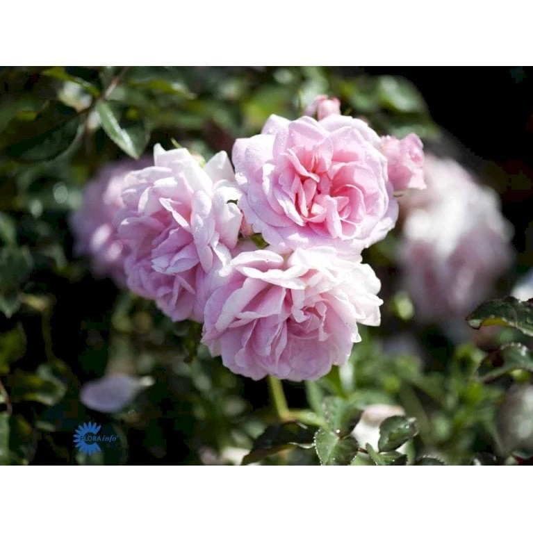 'Mamma Mia'™ Rosa X 'Mamma Mia'™ (Slyngrose) A-Kvalitet,- Barrods Roser Min. 3 Grene 9 'Mamma Mia'™ Rosa X 'Mamma Mia'™ (Slyngrose) A-Kvalitet,- Barrods Roser Min. 3 Grene - Billede 7