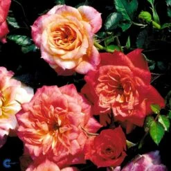 'Mandarin'® Rosa X 'Mandarin'® (Miniaturerose) A-Kvalitet,- Barrods Roser Min. 3 Grene -Osmoz Naturens Butik fi4653 rosa mandarin 215b