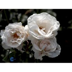 'Margaret Merril' Rosa X 'Margaret Merril' (Storblomstrende) A-Kvalitet,- Barrods Roser Min. 3 Grene -Osmoz Naturens Butik fi4657 rosa margaret merril e729