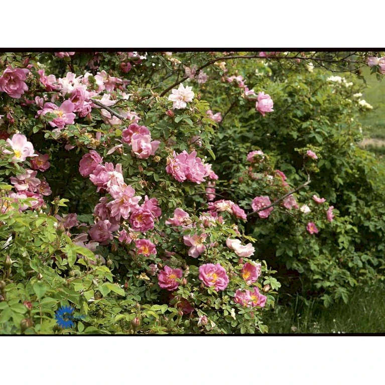 'Marguerite Hilling' Rosa Moyesii 'Marguerite Hilling' (Mandarinrose) A-Kvalitet,- Barrods Roser Min. 3 Grene 8 'Marguerite Hilling' Rosa Moyesii 'Marguerite Hilling' (Mandarinrose) A-Kvalitet,- Barrods Roser Min. 3 Grene - Billede 6