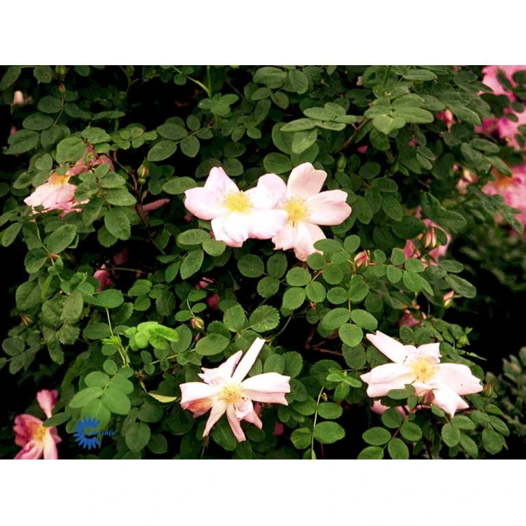 'Marguerite Hilling' Rosa Moyesii 'Marguerite Hilling' (Mandarinrose) A-Kvalitet,- Barrods Roser Min. 3 Grene 7 'Marguerite Hilling' Rosa Moyesii 'Marguerite Hilling' (Mandarinrose) A-Kvalitet,- Barrods Roser Min. 3 Grene - Billede 5