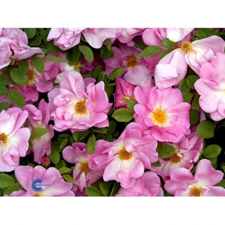 'Marguerite Hilling' Rosa Moyesii 'Marguerite Hilling' (Mandarinrose) A-Kvalitet,- Barrods Roser Min. 3 Grene 6 'Marguerite Hilling' Rosa Moyesii 'Marguerite Hilling' (Mandarinrose) A-Kvalitet,- Barrods Roser Min. 3 Grene - Billede 4