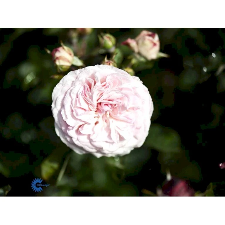 'Mariatheresia'® Rosa X 'Mariatheresia'® (Buketrose) A-Kvalitet,- Barrods Roser Min. 3 Grene 7 'Mariatheresia'® Rosa X 'Mariatheresia'® (Buketrose) A-Kvalitet,- Barrods Roser Min. 3 Grene - Billede 5