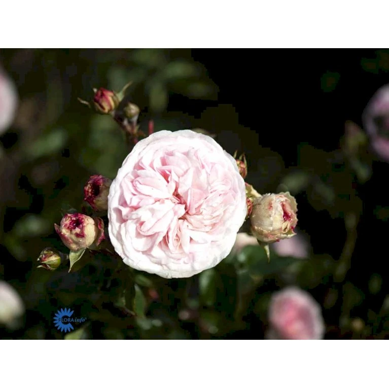 'Mariatheresia'® Rosa X 'Mariatheresia'® (Buketrose) A-Kvalitet,- Barrods Roser Min. 3 Grene 8 'Mariatheresia'® Rosa X 'Mariatheresia'® (Buketrose) A-Kvalitet,- Barrods Roser Min. 3 Grene - Billede 6