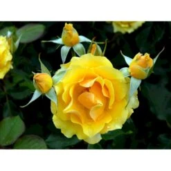 'Marselisborg'™ Rosa X 'Marselisborg'™ (Slotsrose) A-Kvalitet,- Barrods Roser Min. 3 Grene 16 'Marselisborg'™ Rosa X 'Marselisborg'™ (Slotsrose) A-Kvalitet,- Barrods Roser Min. 3 Grene -Osmoz Naturens Butik fi4669 rosa marselisborg poulreb n 0c26