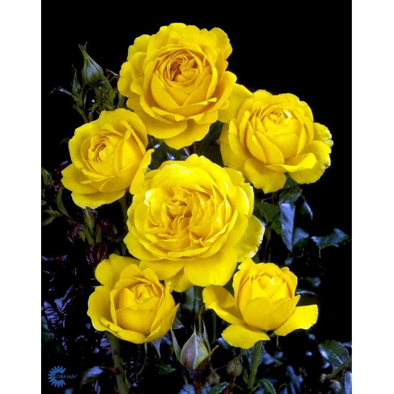 'Marselisborg'™ Rosa X 'Marselisborg'™ (Slotsrose) A-Kvalitet,- Barrods Roser Min. 3 Grene 10 'Marselisborg'™ Rosa X 'Marselisborg'™ (Slotsrose) A-Kvalitet,- Barrods Roser Min. 3 Grene - Billede 8