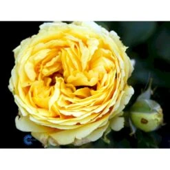 'Marselisborg'™ Rosa X 'Marselisborg'™ (Slotsrose) A-Kvalitet,- Barrods Roser Min. 3 Grene 19 'Marselisborg'™ Rosa X 'Marselisborg'™ (Slotsrose) A-Kvalitet,- Barrods Roser Min. 3 Grene -Osmoz Naturens Butik fi4669 rosa marselisborg poulreb n 6a46