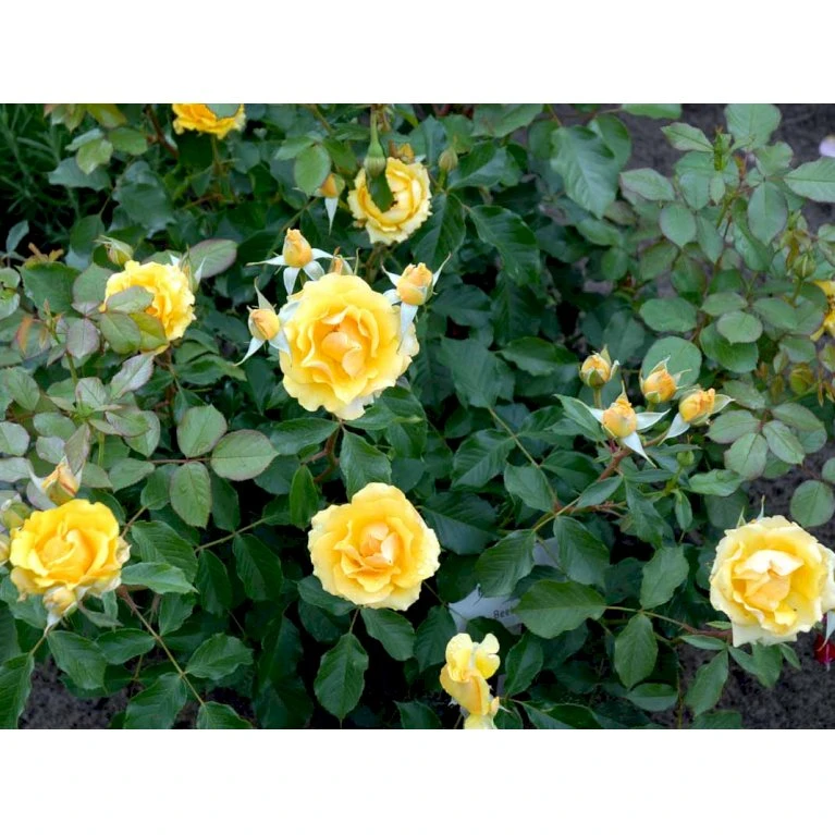 'Marselisborg'™ Rosa X 'Marselisborg'™ (Slotsrose) A-Kvalitet,- Barrods Roser Min. 3 Grene 9 'Marselisborg'™ Rosa X 'Marselisborg'™ (Slotsrose) A-Kvalitet,- Barrods Roser Min. 3 Grene - Billede 7