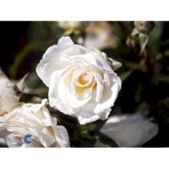 'Marvellous'™ Rosa X 'Marvellous'™ (Storblomstrende) A-Kvalitet,- Barrods Roser Min. 3 Grene -Osmoz Naturens Butik fi4674 rosa marvellous poulpmt006 n 7d0a