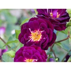 'Midnight Blue' Rosa X 'Midnight Blue' A-Kvalitet,- Barrods Roser Min. 3 Grene 10 'Midnight Blue' Rosa X 'Midnight Blue' A-Kvalitet,- Barrods Roser Min. 3 Grene -Osmoz Naturens Butik fi4695 rosa midnight blue 0053