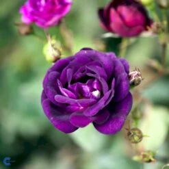 'Midnight Blue' Rosa X 'Midnight Blue' A-Kvalitet,- Barrods Roser Min. 3 Grene 11 'Midnight Blue' Rosa X 'Midnight Blue' A-Kvalitet,- Barrods Roser Min. 3 Grene -Osmoz Naturens Butik fi4695 rosa midnight blue 0f24