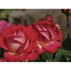 'Midsummer'® Rosa X 'Midsummer'® (Buketrose) A-Kvalitet,- Barrods Roser Min. 3 Grene -Osmoz Naturens Butik fi4696 rosa midsummer ce08