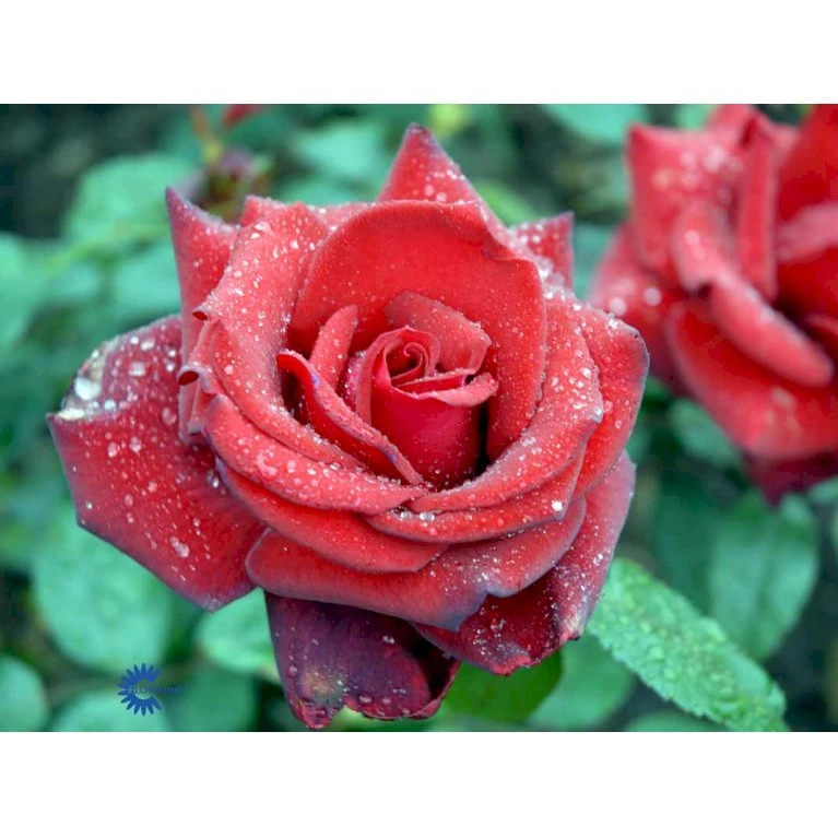 'Miss Schweiz'® Rosa X 'Miss Schweiz'® (Storblomstrende) 3,0 Liter Potte 7 'Miss Schweiz'® Rosa X 'Miss Schweiz'® (Storblomstrende) 3,0 Liter Potte - Billede 5