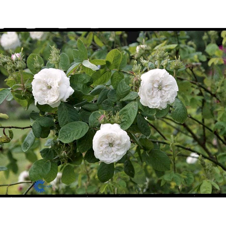 'Mme Hardy' Rosa Damascena 'Mme Hardy' (Damascenerrose) A-Kvalitet,- Barrods Roser Min. 3 Grene 8 'Mme Hardy' Rosa Damascena 'Mme Hardy' (Damascenerrose) A-Kvalitet,- Barrods Roser Min. 3 Grene - Billede 6