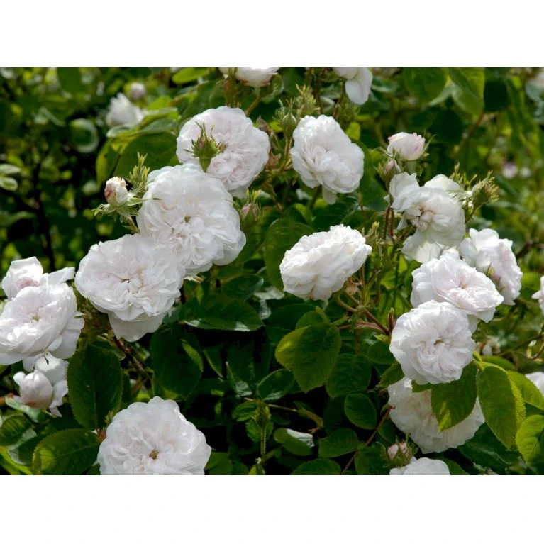 'Mme Hardy' Rosa Damascena 'Mme Hardy' (Damascenerrose) A-Kvalitet,- Barrods Roser Min. 3 Grene 7 'Mme Hardy' Rosa Damascena 'Mme Hardy' (Damascenerrose) A-Kvalitet,- Barrods Roser Min. 3 Grene - Billede 5