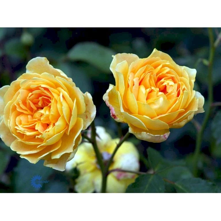 'Molineux' Rosa X 'Molineux' (Engelsk Rose) A-Kvalitet,- Barrods Roser Min. 3 Grene 13 'Molineux' Rosa X 'Molineux' (Engelsk Rose) A-Kvalitet,- Barrods Roser Min. 3 Grene - Billede 11