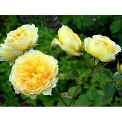 'Molineux' Rosa X 'Molineux' (Engelsk Rose) A-Kvalitet,- Barrods Roser Min. 3 Grene 24 'Molineux' Rosa X 'Molineux' (Engelsk Rose) A-Kvalitet,- Barrods Roser Min. 3 Grene -Osmoz Naturens Butik fi4723 rosa molineux ausmol 52da