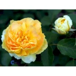 'Molineux' Rosa X 'Molineux' (Engelsk Rose) A-Kvalitet,- Barrods Roser Min. 3 Grene 26 'Molineux' Rosa X 'Molineux' (Engelsk Rose) A-Kvalitet,- Barrods Roser Min. 3 Grene -Osmoz Naturens Butik fi4723 rosa molineux ausmol 895f
