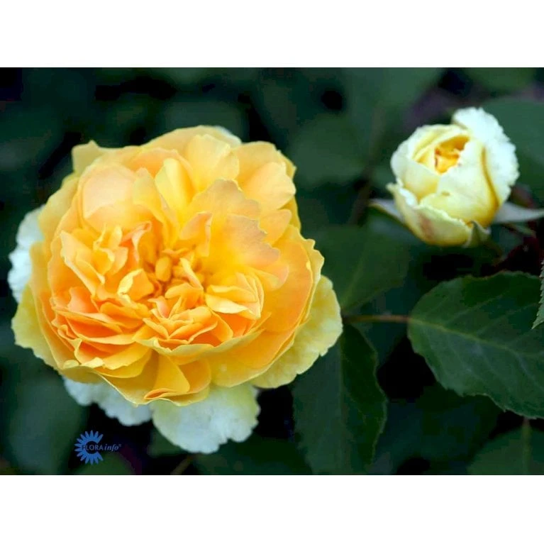 'Molineux' Rosa X 'Molineux' (Engelsk Rose) A-Kvalitet,- Barrods Roser Min. 3 Grene 14 'Molineux' Rosa X 'Molineux' (Engelsk Rose) A-Kvalitet,- Barrods Roser Min. 3 Grene - Billede 12
