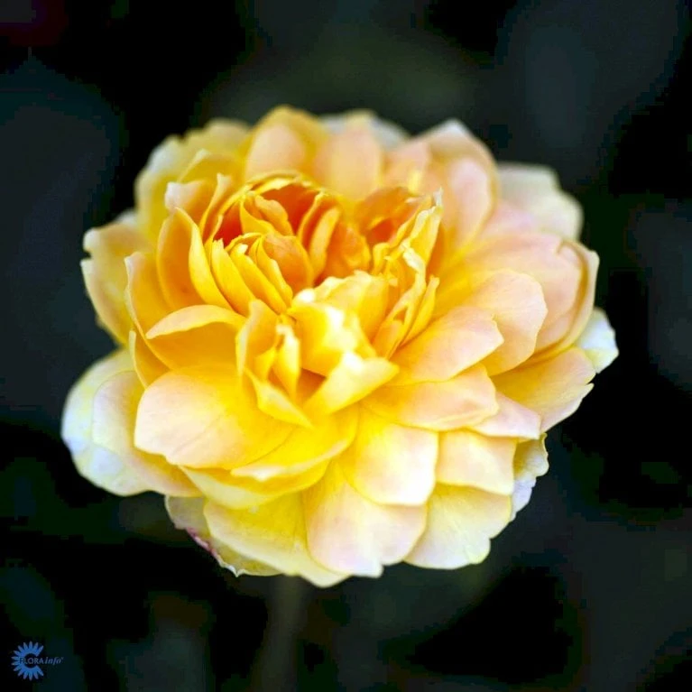 'Molineux' Rosa X 'Molineux' (Engelsk Rose) A-Kvalitet,- Barrods Roser Min. 3 Grene 10 'Molineux' Rosa X 'Molineux' (Engelsk Rose) A-Kvalitet,- Barrods Roser Min. 3 Grene - Billede 8