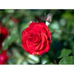 'Montana'® Rosa X 'Montana'® (Buketrose) A-Kvalitet,- Barrods Roser Min. 3 Grene -Osmoz Naturens Butik fi4726 rosa montana 624e
