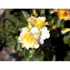 'Morden Sunrise' Rosa X 'Morden Sunrise' (Buketrose) A-Kvalitet,- Barrods Roser Min. 3 Grene -Osmoz Naturens Butik fi4731 rosa morden sunrise fb2b