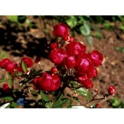 'Morsdag' Rosa X 'Morsdag' (miniaturerose) A-Kvalitet,- Barrods Roser Min. 3 Grene -Osmoz Naturens Butik fi4732 rosa mors dag 6dd4