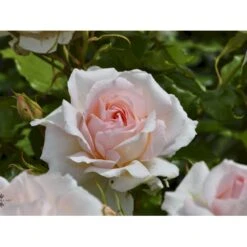 'Morten Korch' Rosa X 'Morten Korch' (Storblomstrende) A-Kvalitet,- Barrods Roser Min. 3 Grene 18 'Morten Korch' Rosa X 'Morten Korch' (Storblomstrende) A-Kvalitet,- Barrods Roser Min. 3 Grene -Osmoz Naturens Butik fi4734 rosa morten korch 71a5