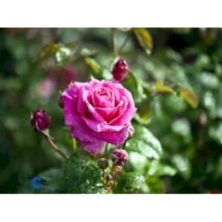 'Naomi™ Renaissance'® Rosa X 'Naomi™ Renaissance'® (Renaissancerose) A-Kvalitet,- Barrods Roser Min. 3 Grene 15 'Naomi™ Renaissance'® Rosa X 'Naomi™ Renaissance'® (Renaissancerose) A-Kvalitet,- Barrods Roser Min. 3 Grene -Osmoz Naturens Butik fi4752 rosa naomi poulen022 n 824c