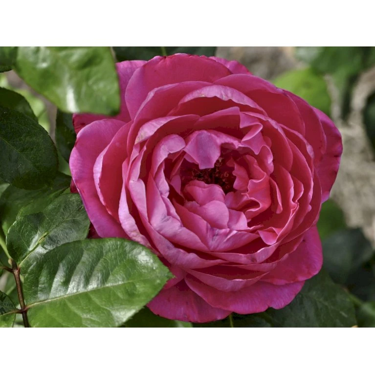 'Naomi™ Renaissance'® Rosa X 'Naomi™ Renaissance'® (Renaissancerose) A-Kvalitet,- Barrods Roser Min. 3 Grene 8 'Naomi™ Renaissance'® Rosa X 'Naomi™ Renaissance'® (Renaissancerose) A-Kvalitet,- Barrods Roser Min. 3 Grene - Billede 6