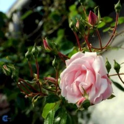 'New Dawn' Rosa X 'New Dawn' (Slyngrose) A-Kvalitet,- Barrods Roser Min. 3 Grene -Osmoz Naturens Butik fi4758 rosa new dawn 489c