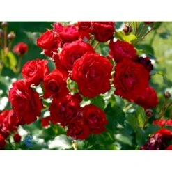 'Nina Weibull' Rosa X 'Nina Weibull' (Buketrose) A-Kvalitet,- Barrods Roser Min. 3 Grene -Osmoz Naturens Butik fi4764 rosa nina weibull 15dd