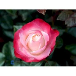 'Nostalgie'® Rosa X 'Nostalgie'® (Storblomstrende) A-Kvalitet,- Barrods Roser Min. 3 Grene -Osmoz Naturens Butik fi4772 rosa nostalgie 5d37