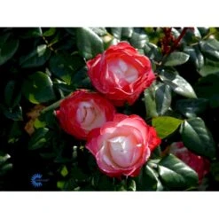 'Nostalgie'® Rosa X 'Nostalgie'® (Storblomstrende) A-Kvalitet,- Barrods Roser Min. 3 Grene -Osmoz Naturens Butik fi4772 rosa nostalgie 8612