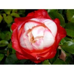 'Nostalgie'® Rosa X 'Nostalgie'® (Storblomstrende) A-Kvalitet,- Barrods Roser Min. 3 Grene -Osmoz Naturens Butik fi4772 rosa nostalgie afe2