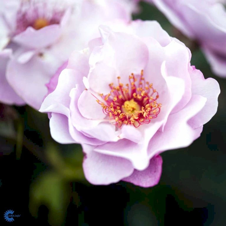 'Odyssey' Rosa X 'Odyssey' (Buketrose) A-Kvalitet,- Barrods Roser Min. 3 Grene 8 'Odyssey' Rosa X 'Odyssey' (Buketrose) A-Kvalitet,- Barrods Roser Min. 3 Grene - Billede 6