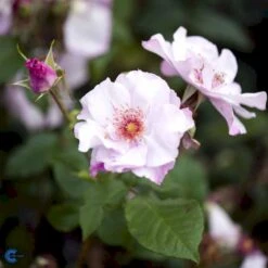 'Odyssey' Rosa X 'Odyssey' (Buketrose) A-Kvalitet,- Barrods Roser Min. 3 Grene 12 'Odyssey' Rosa X 'Odyssey' (Buketrose) A-Kvalitet,- Barrods Roser Min. 3 Grene -Osmoz Naturens Butik fi4779 rosa odyssey 7f7c