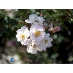 'Open Arms' Rosa X 'Open Arms' (Slyngrose) A-Kvalitet,- Barrods Roser Min. 3 Grene -Osmoz Naturens Butik fi4788 rosa open arms df85